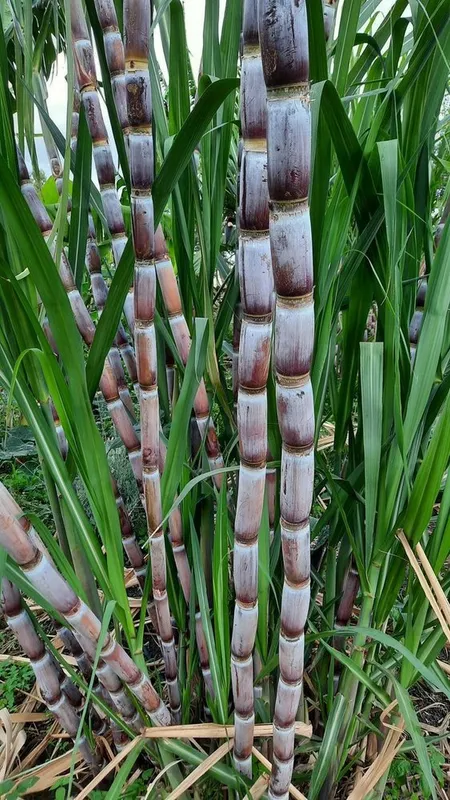 Nani anataka