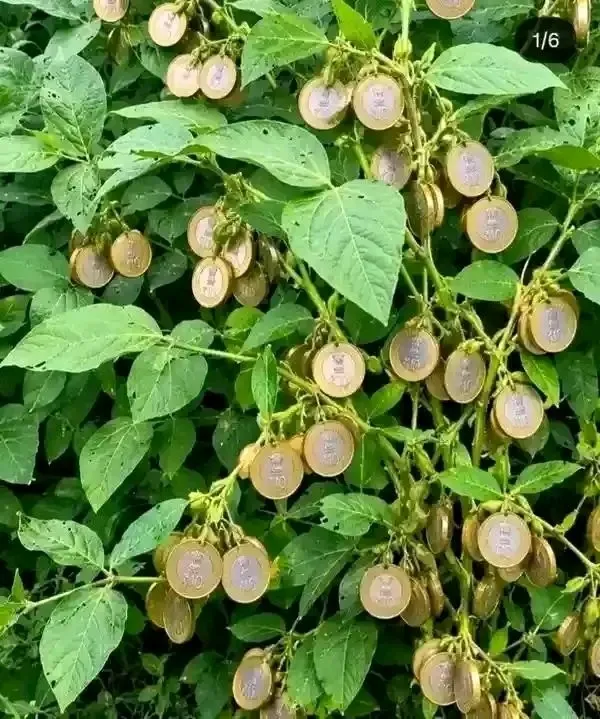 Nani anataka tuvune pesa