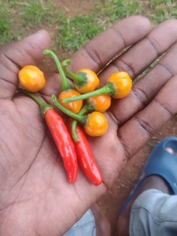 Recipe ya kutoa lock....Hizi tano uunde nayo soup um-serve Johnny walker ataacha kuwalk😅