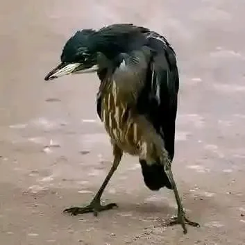 Alo alo