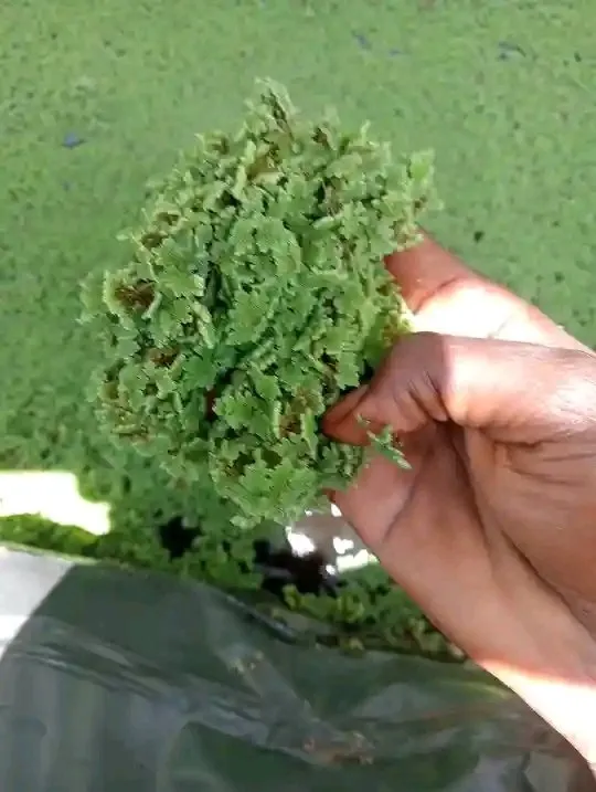 Azolla Seeds
