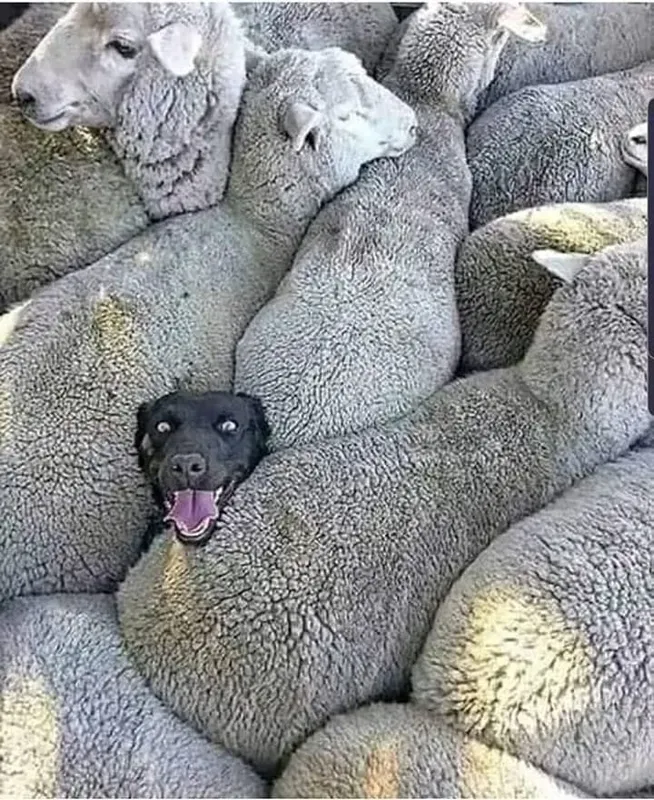 Samuovyu😅😂