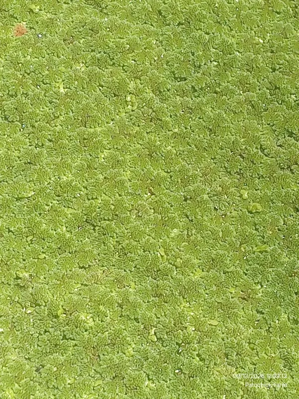 Azolla Seeds