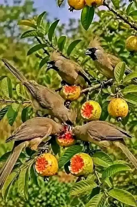 Tigla ur eaten